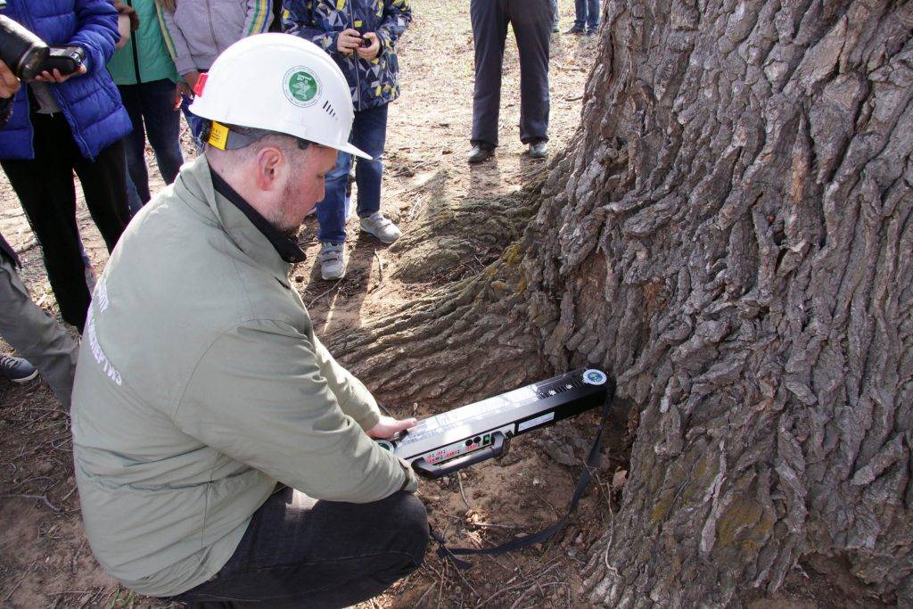 дендрологическая экспертиза дерева